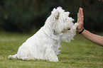 West Highland White Terrier