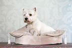 sitting West Highland White Terrier