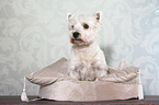 sitting West Highland White Terrier