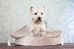 sitting West Highland White Terrier