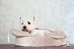 West Highland White Terrier Portrait