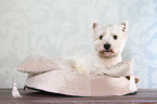 lying West Highland White Terrier