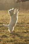 West Highland White Terrier shows trick