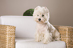 sitting West Highland White Terrier