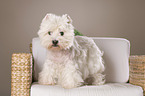 standing West Highland White Terrier