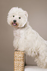 standing West Highland White Terrier