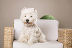 sitting West Highland White Terrier