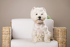 sitting West Highland White Terrier