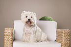 sitting West Highland White Terrier