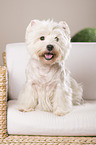 sitting West Highland White Terrier