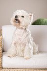 sitting West Highland White Terrier