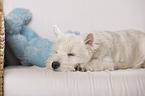 young West Highland White Terrier