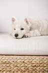 young West Highland White Terrier