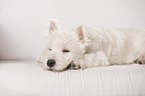 young West Highland White Terrier