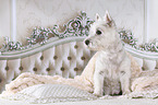 West Highland White Terrier in bed