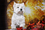 standing West Highland White Terrier