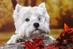 West Highland White Terrier Portrait