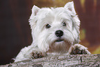 lying West Highland White Terrier