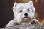 lying West Highland White Terrier