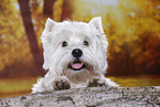 lying West Highland White Terrier