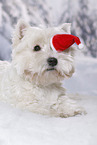 lying West Highland White Terrier