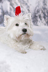 lying West Highland White Terrier