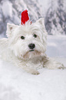 lying West Highland White Terrier