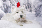 lying West Highland White Terrier