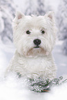 West Highland White Terrier Portrait
