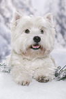 lying West Highland White Terrier