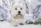 lying West Highland White Terrier