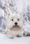 lying West Highland White Terrier