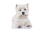 lying West Highland White Terrier