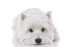 lying West Highland White Terrier