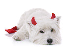 lying West Highland White Terrier