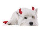 lying West Highland White Terrier