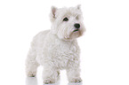 standing West Highland White Terrier