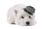 lying West Highland White Terrier