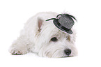 lying West Highland White Terrier