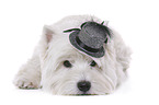 lying West Highland White Terrier