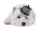 lying West Highland White Terrier