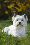 lying West Highland White Terrier