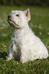 sitting West Highland White Terrier