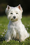 sitting West Highland White Terrier