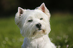 West Highland White Terrier Portrait