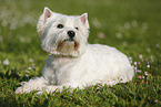 lying West Highland White Terrier