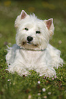 lying West Highland White Terrier