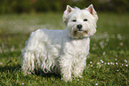 standing West Highland White Terrier