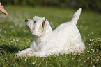 West Highland White Terrier