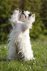 begging West Highland White Terrier